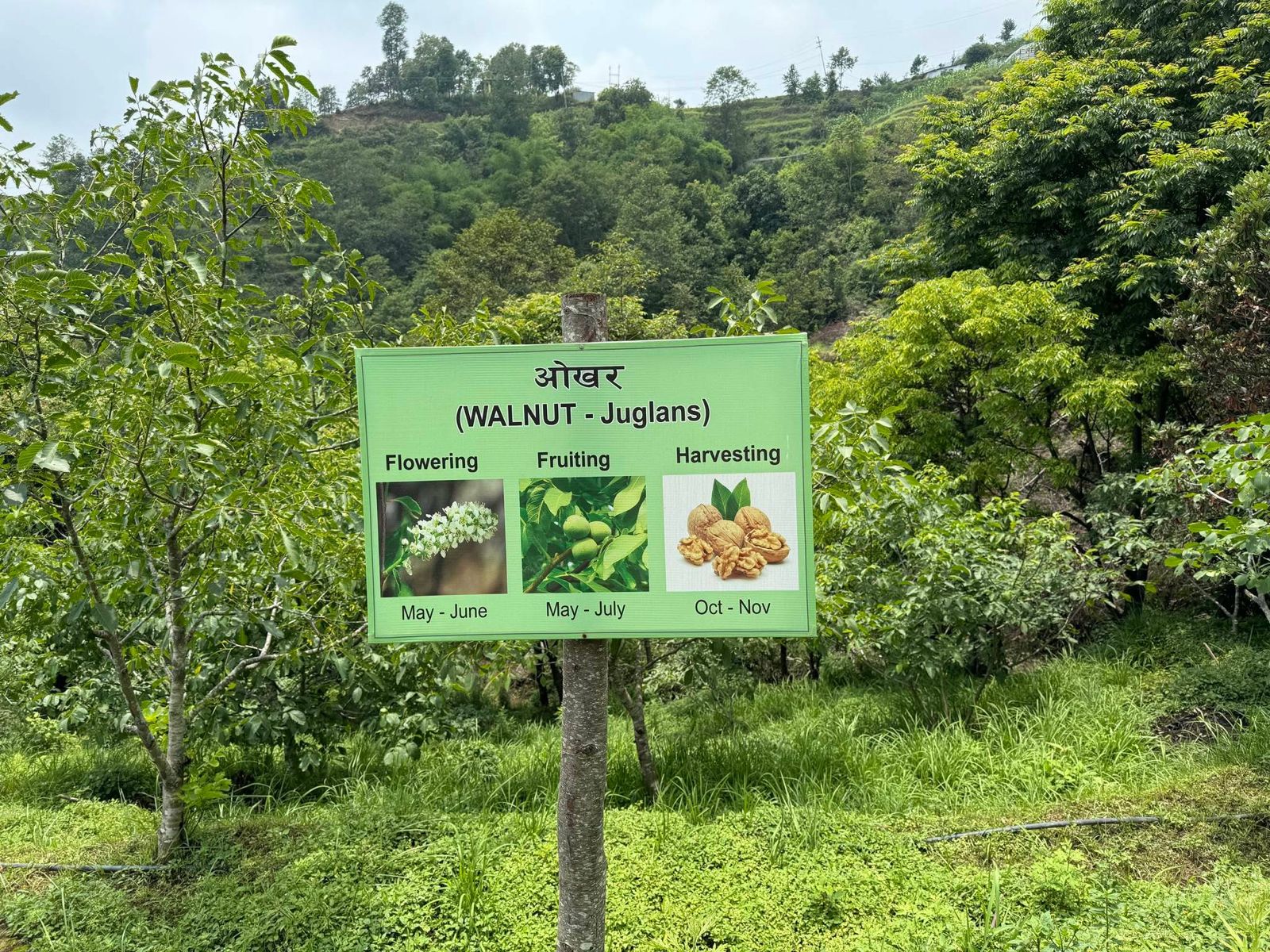 Welcome to Jhule Organic Farm Resort – Best Organic & Eco Retreat Near Kathmandu and Nagarkot